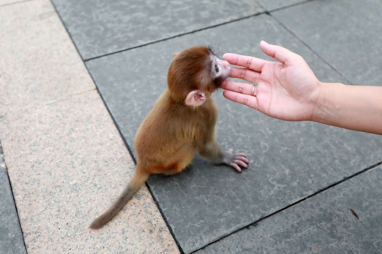 Małpeczka malutka puzzle online