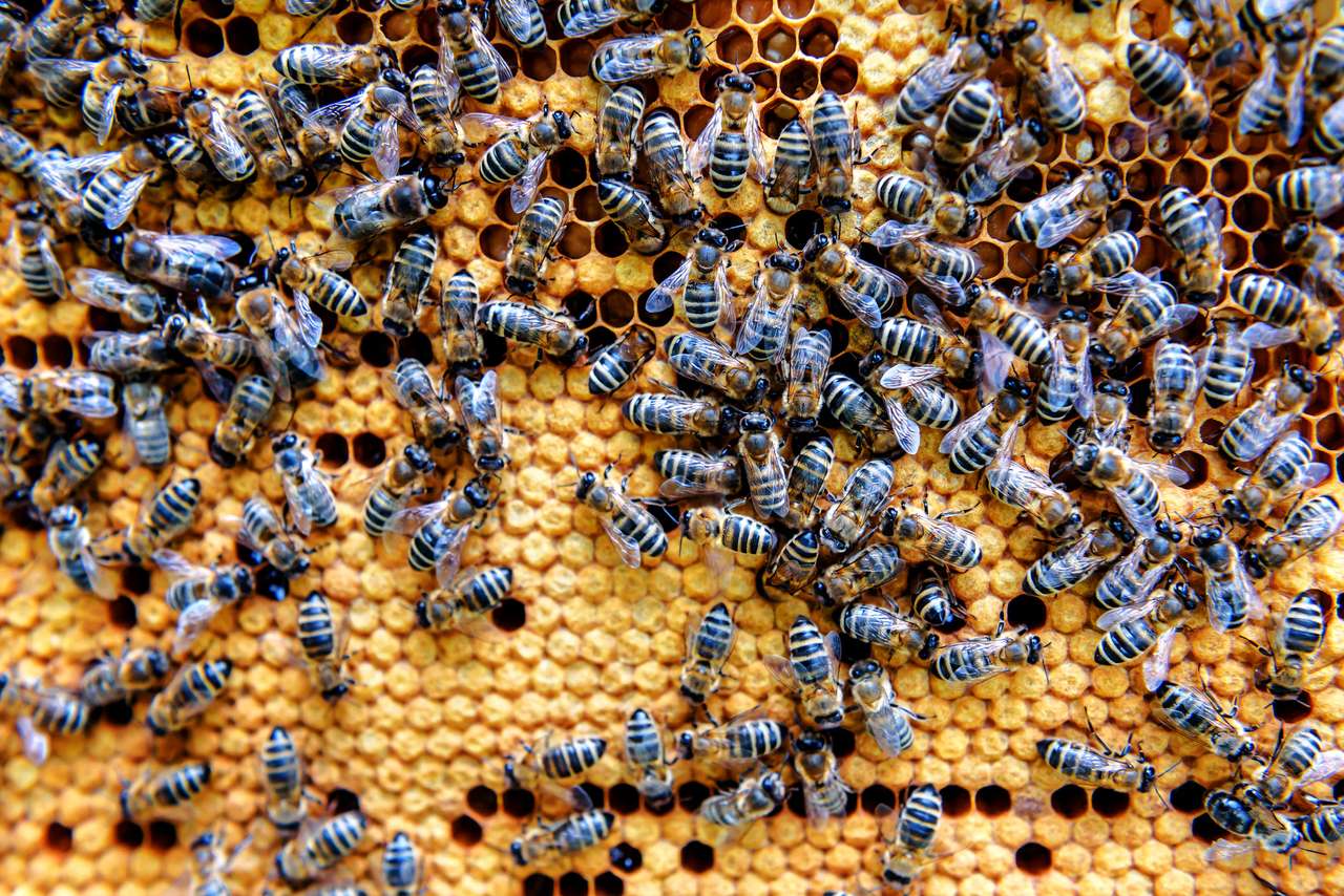 Pszczoły robią miód puzzle online