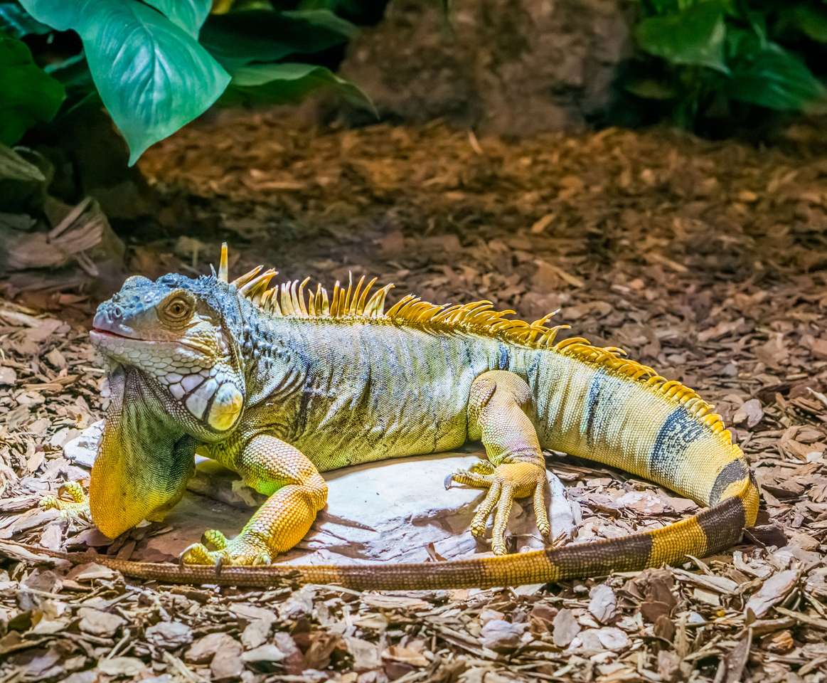 Kolorowa iguana puzzle online