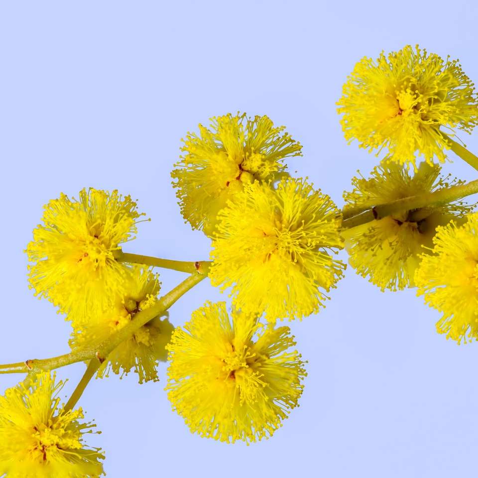 Żółte kwiaty na białym tle puzzle online
