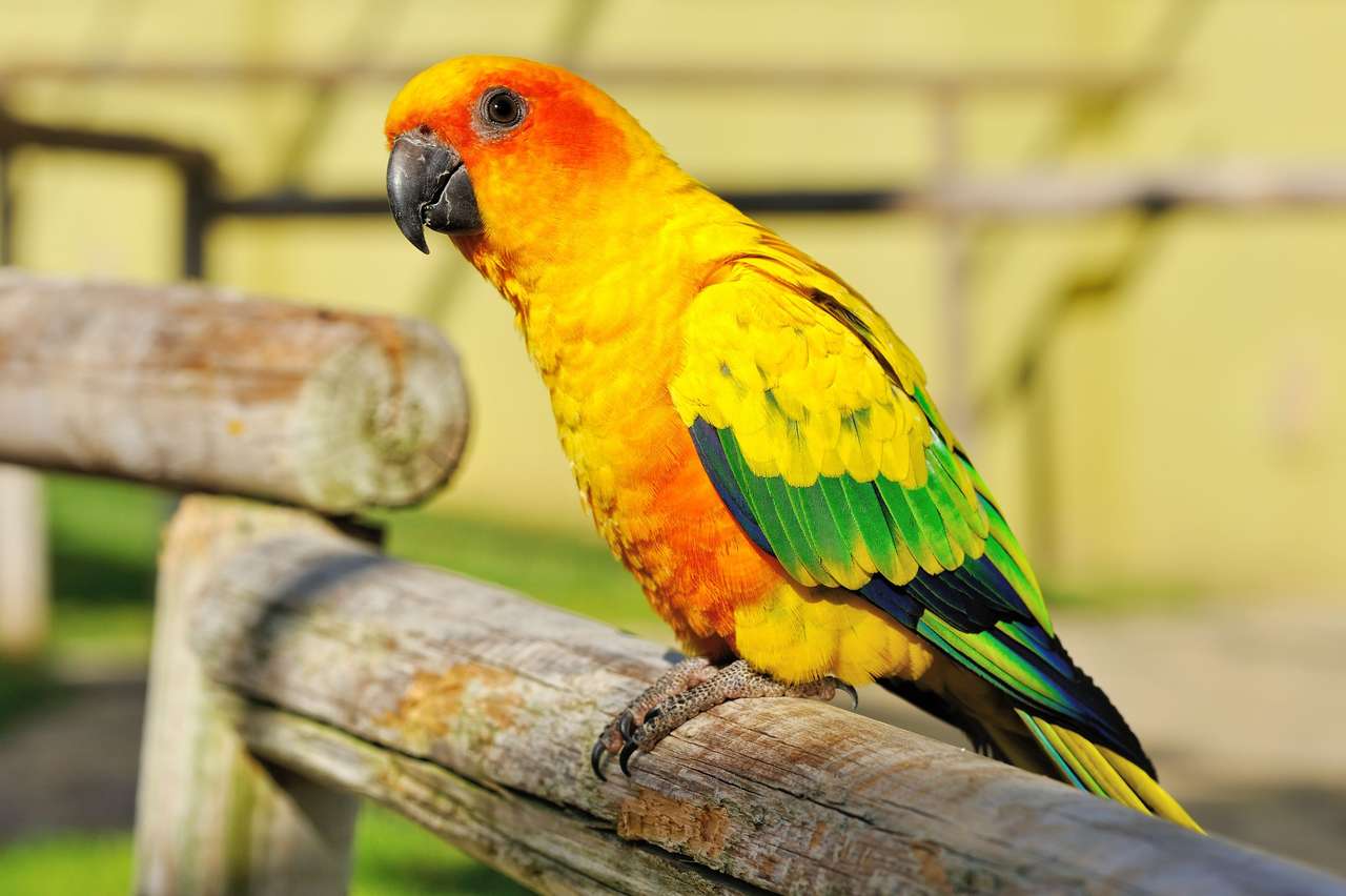 Żółta papuga puzzle online