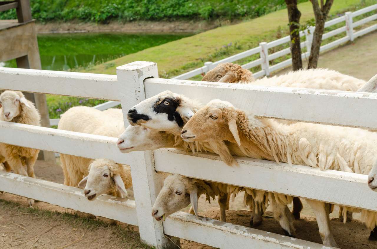 Owce w zagrodzie puzzle online