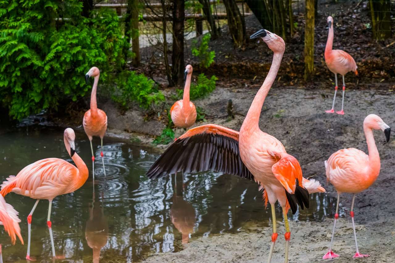 chilijskie flamingi puzzle online