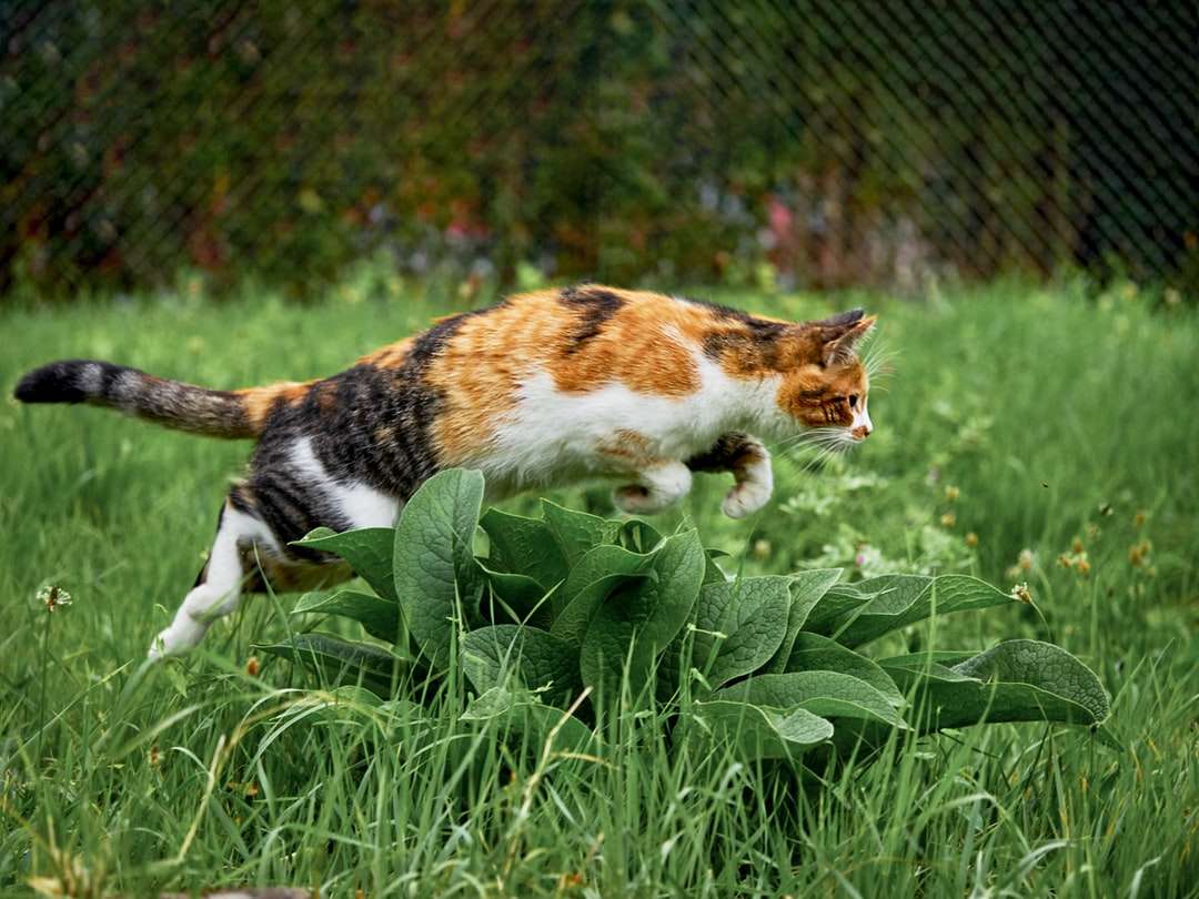Calico kot na zielonej trawie w ciągu dnia puzzle online