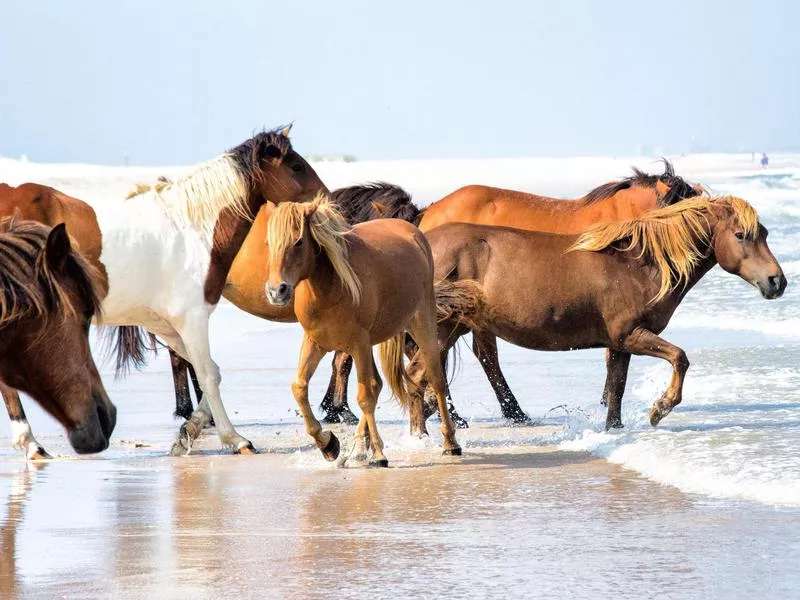 konie na brzegu morza puzzle online