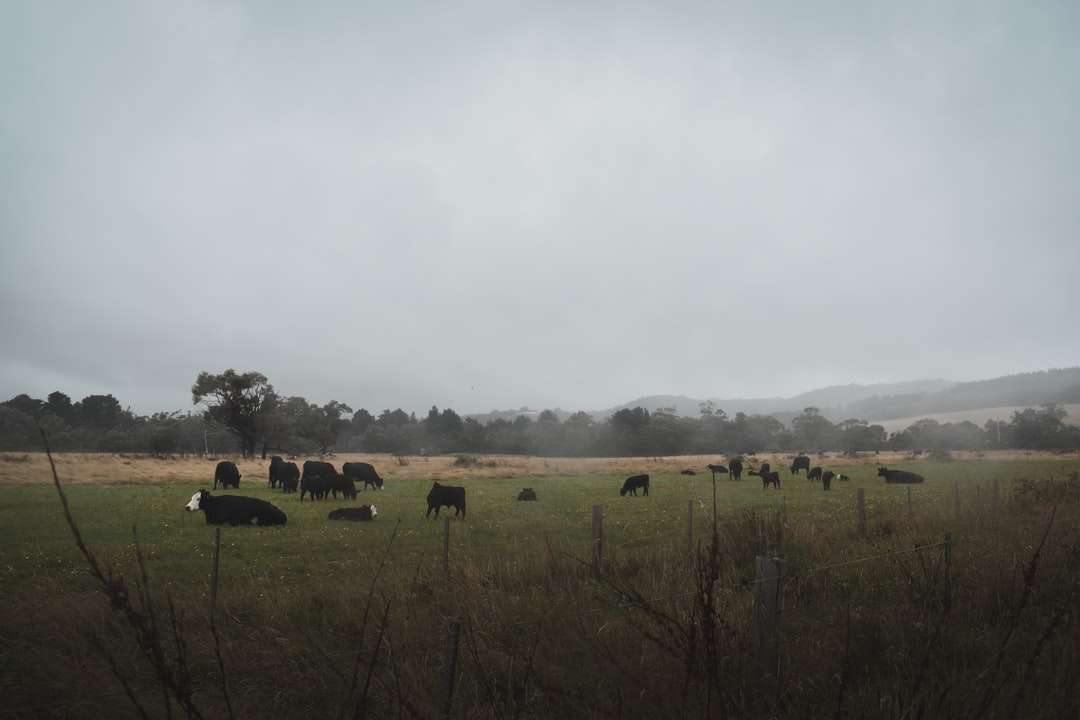 Brązowe i czarne krowy na zielonym polu trawy w ciągu dnia puzzle online