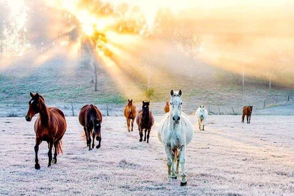 stado koni o wschodzie słońca puzzle online