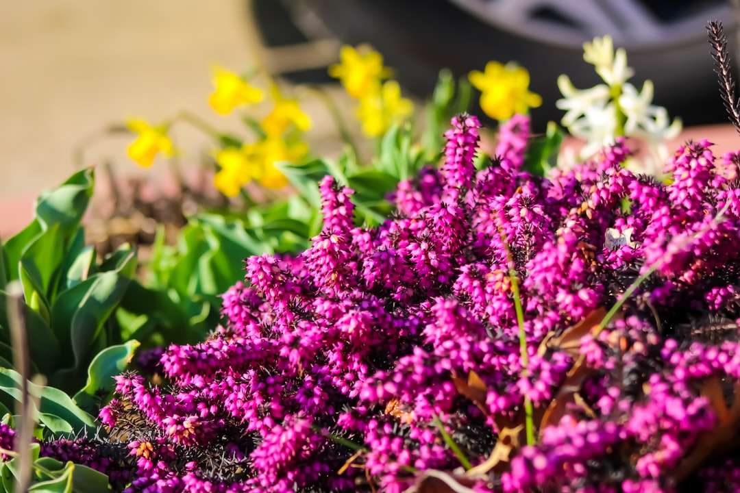 Purpurowe kwiaty w obiektywach przesuwnych puzzle online