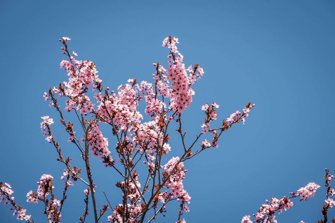 Różowy kwiat wiśni pod błękitnym niebem w ciągu dnia puzzle online