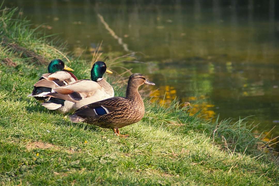 Brown i zielona kaczka na zielonej trawie w pobliżu ciała wody puzzle online