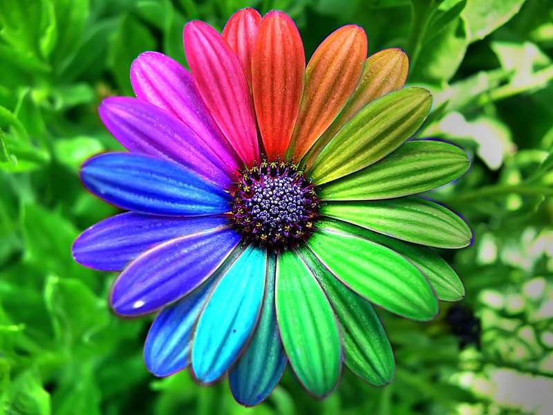 kolory kwiat puzzle online
