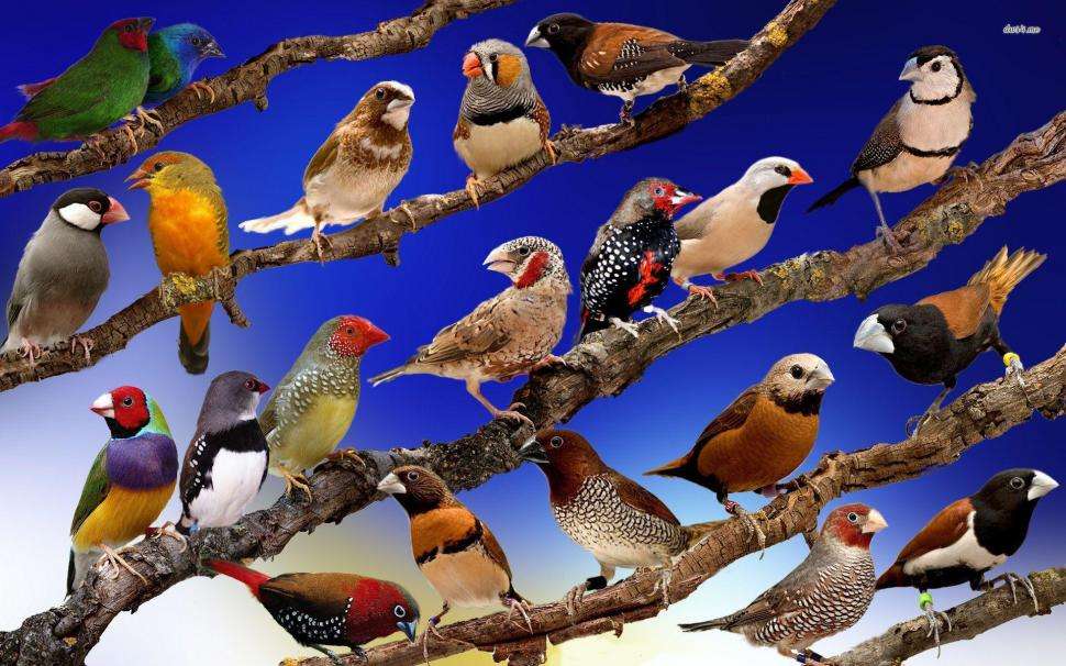 dużo ptaków puzzle online