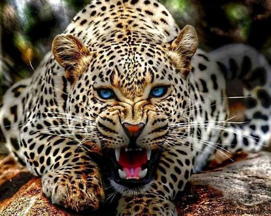 Jaguar peligroso rompecabezas