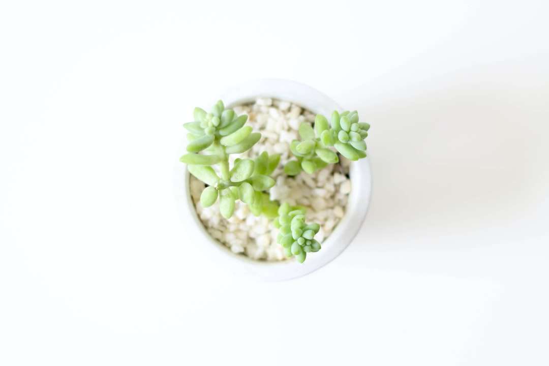 Zielona roślina na białej misce ceramicznej puzzle online