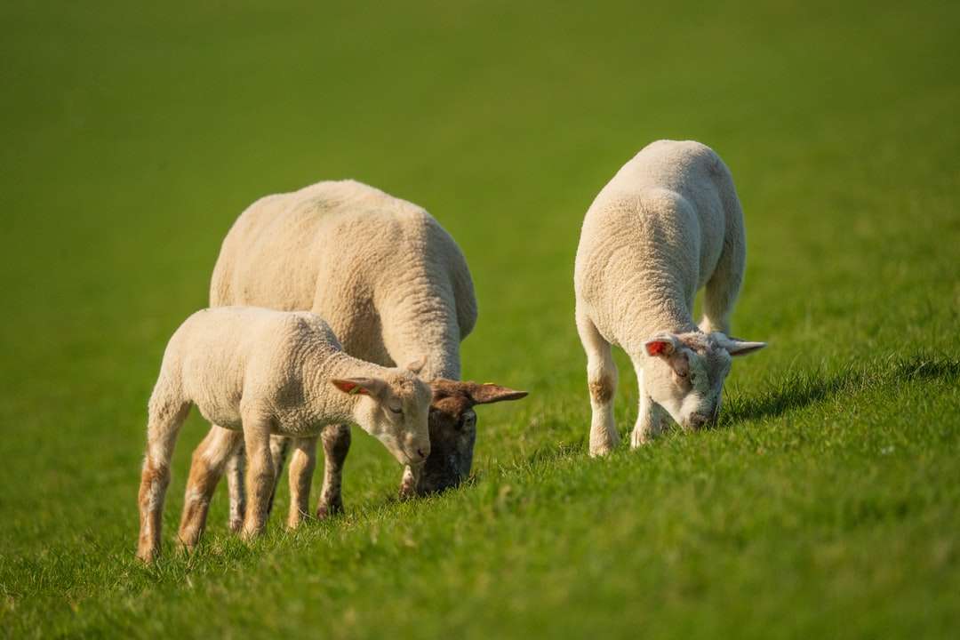 Biała owca na zielonym polu trawy w ciągu dnia puzzle online