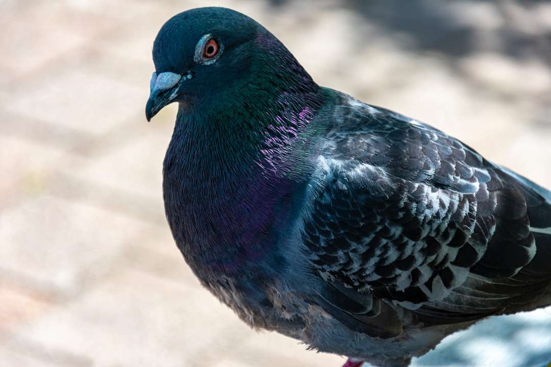 Niebieski i czarny ptak na brązowym piasku w ciągu dnia puzzle online