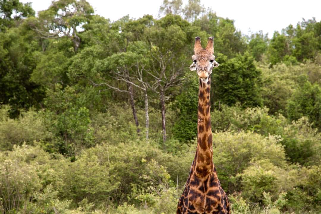 Brown żyrafa pozycja na zielonej trawy polu podczas dnia puzzle online