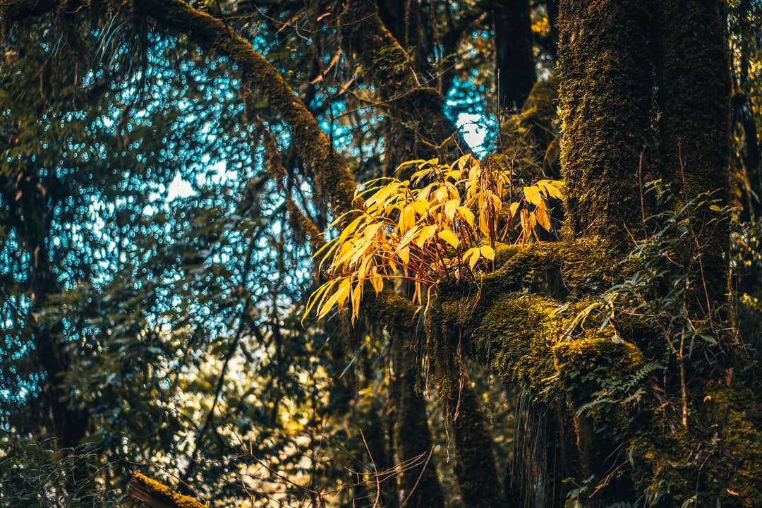 Brązowy pnia drzewa w lesie w ciągu dnia puzzle online