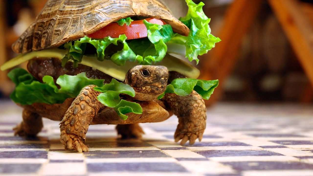 ?żółw kanapka puzzle online