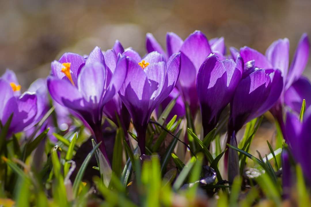 Fioletowe kwiaty krokusa w rozkwicie w ciągu dnia puzzle online