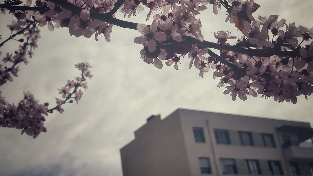 Biały kwiat drzewo w pobliżu brązowego betonowego budynku puzzle online