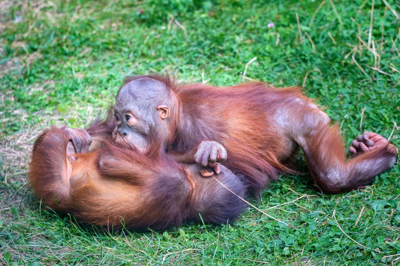 Małe orangutany puzzle online