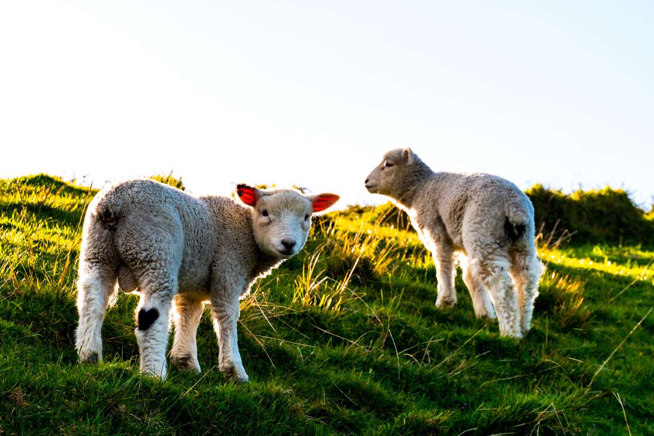 owieczki na trawie puzzle online