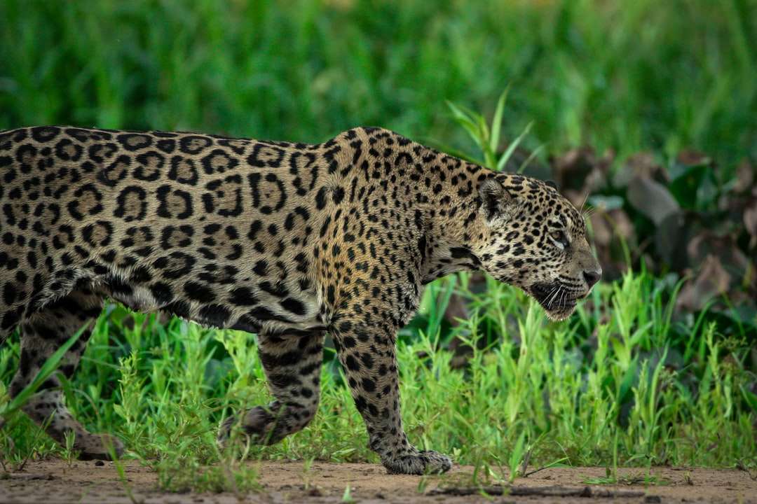 Leopard spaceru na zielonej trawie w ciągu dnia puzzle online