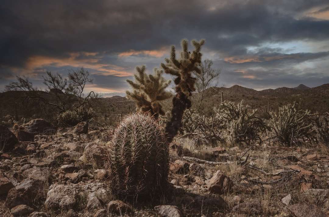 Zielony kaktus na brązowym polu pod chmurnym niebem podczas dnia puzzle online