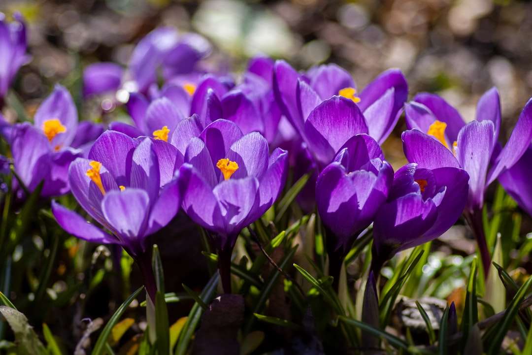 Fioletowe kwiaty krokusa w rozkwicie w ciągu dnia puzzle online