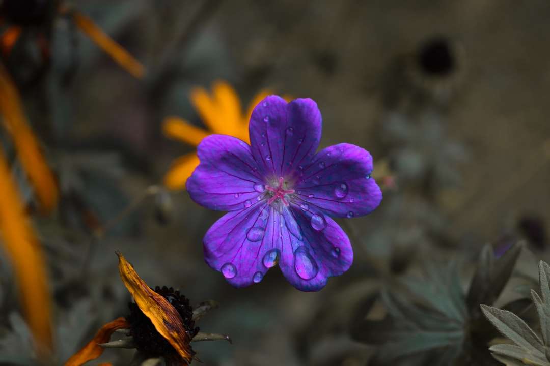 Purpurowy kwiat w obiektywu przesunięcia Tilt puzzle online