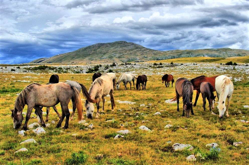 Dzikie konie w Bośni-Hercegowinie puzzle online