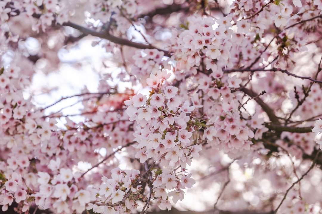 Białe drzewo wiśni kwitnącej w ciągu dnia puzzle online
