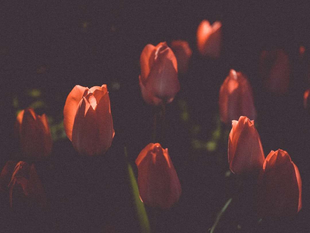 Pomarańczowe tulipany w ciemnym pokoju puzzle online