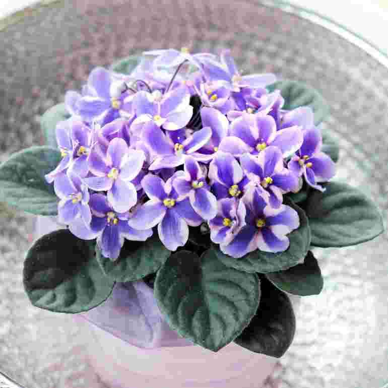 African violet. puzzle