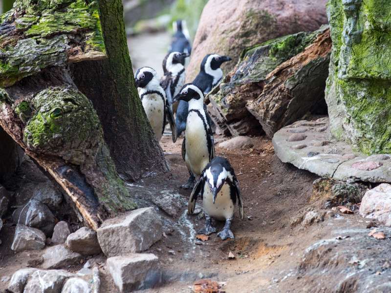 Pingouins puzzle