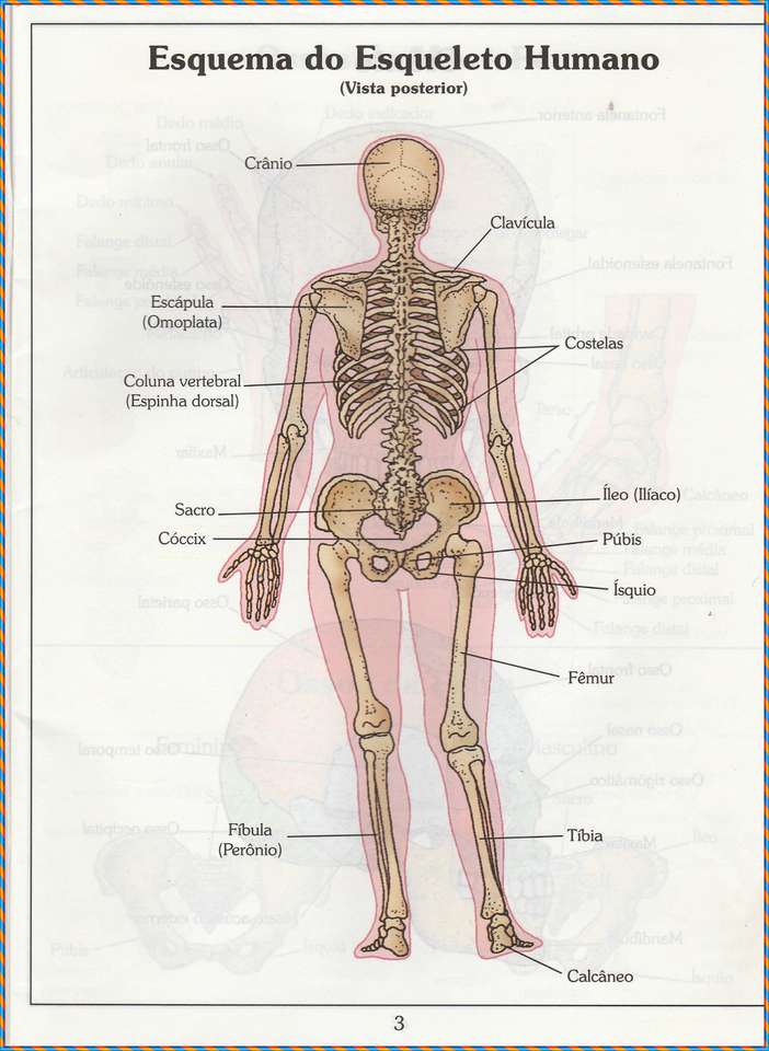 Kości ludzkich ciała - widok z tyłu puzzle online