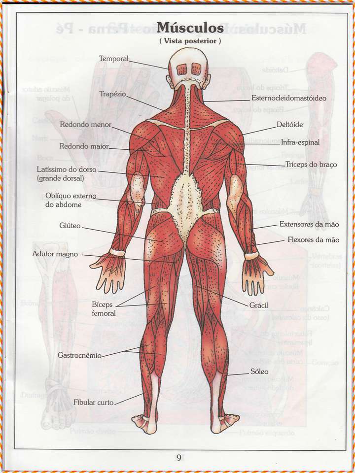 Mięśnie ludzkiego ciała - widok z tyłu puzzle online