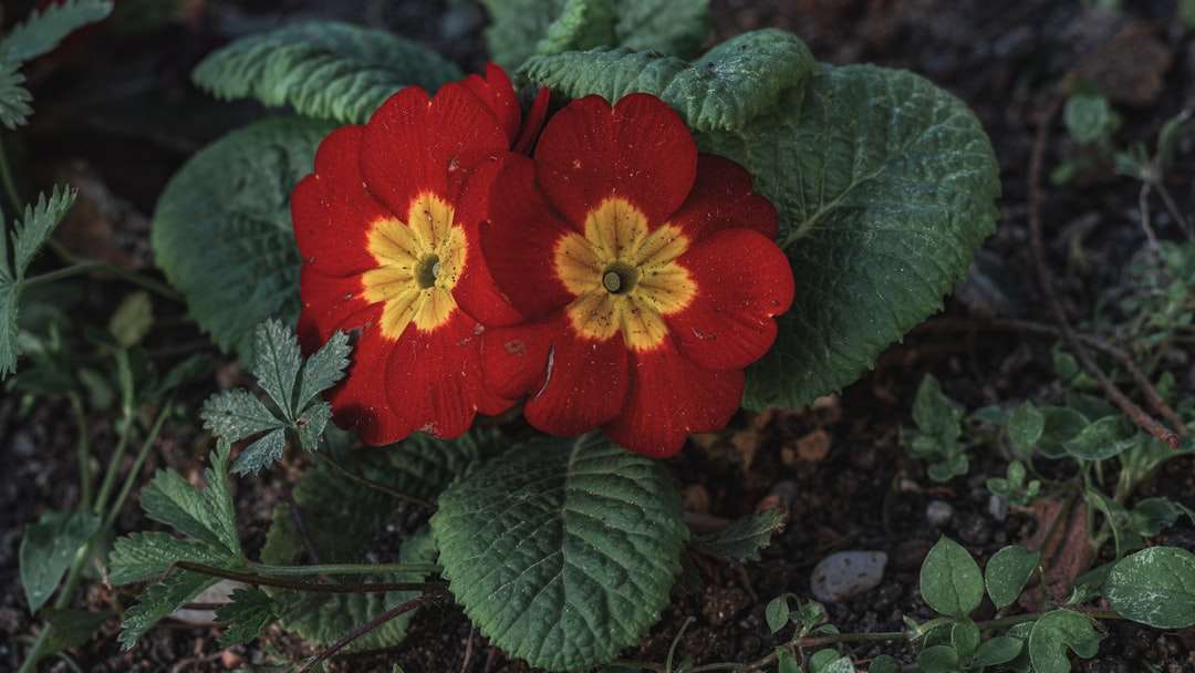 Czerwony kwiat z zielonymi liśćmi puzzle online