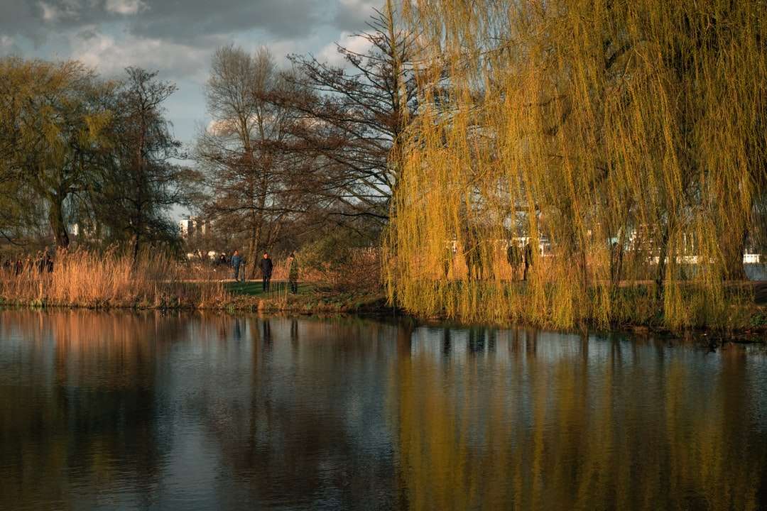 Brązowe drzewa obok rzeki w ciągu dnia puzzle online