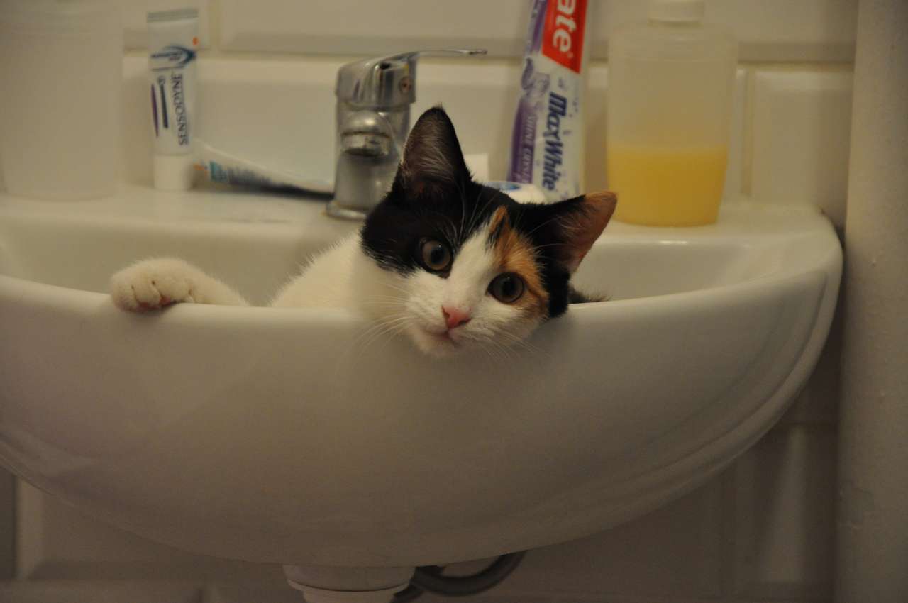 Kot w umywalce puzzle online