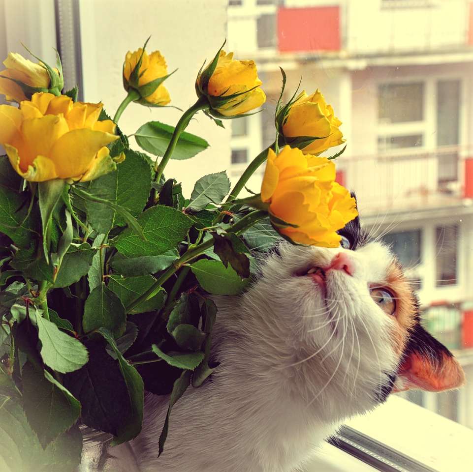 Kot wącha tulipany puzzle online