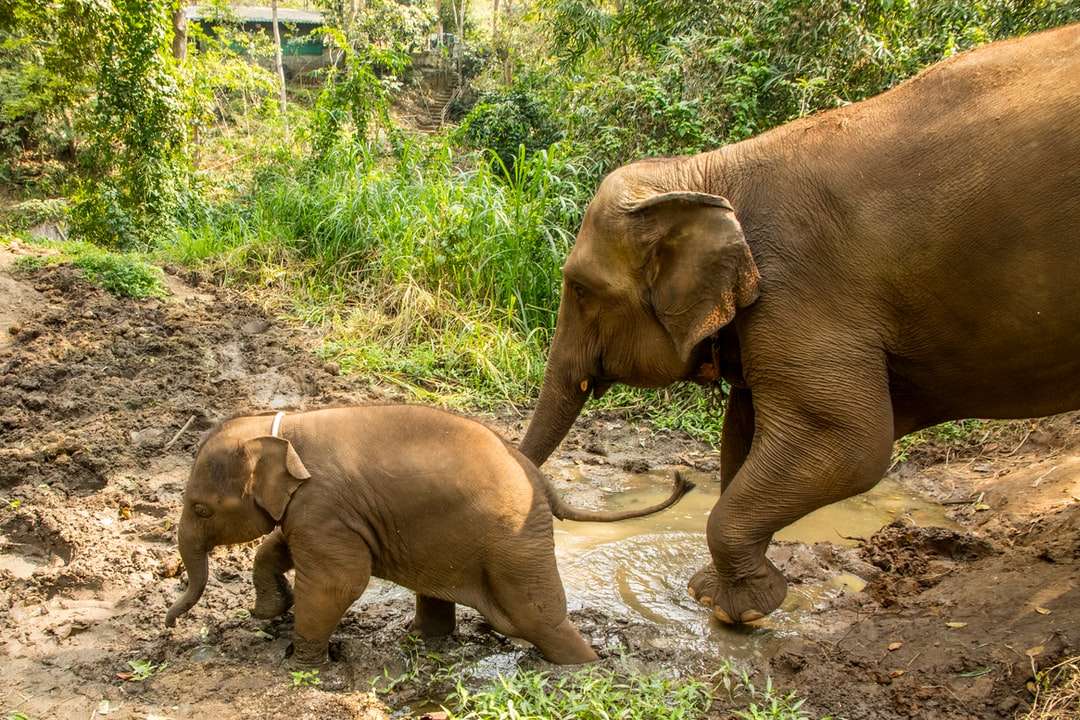 Brązowy słoń chodzący na rzece w ciągu dnia puzzle online