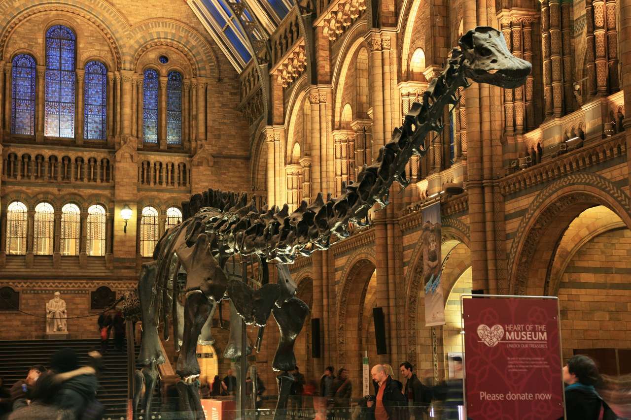Muzeum dinozaurów puzzle online