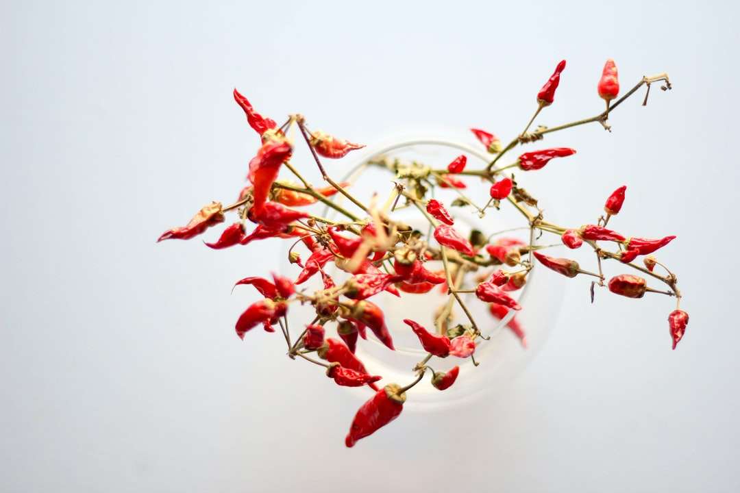 Czerwony i biały kwiat na białej misce ceramicznej puzzle online