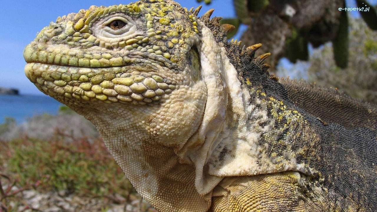 Iguana na Wyspach Galapagos puzzle online