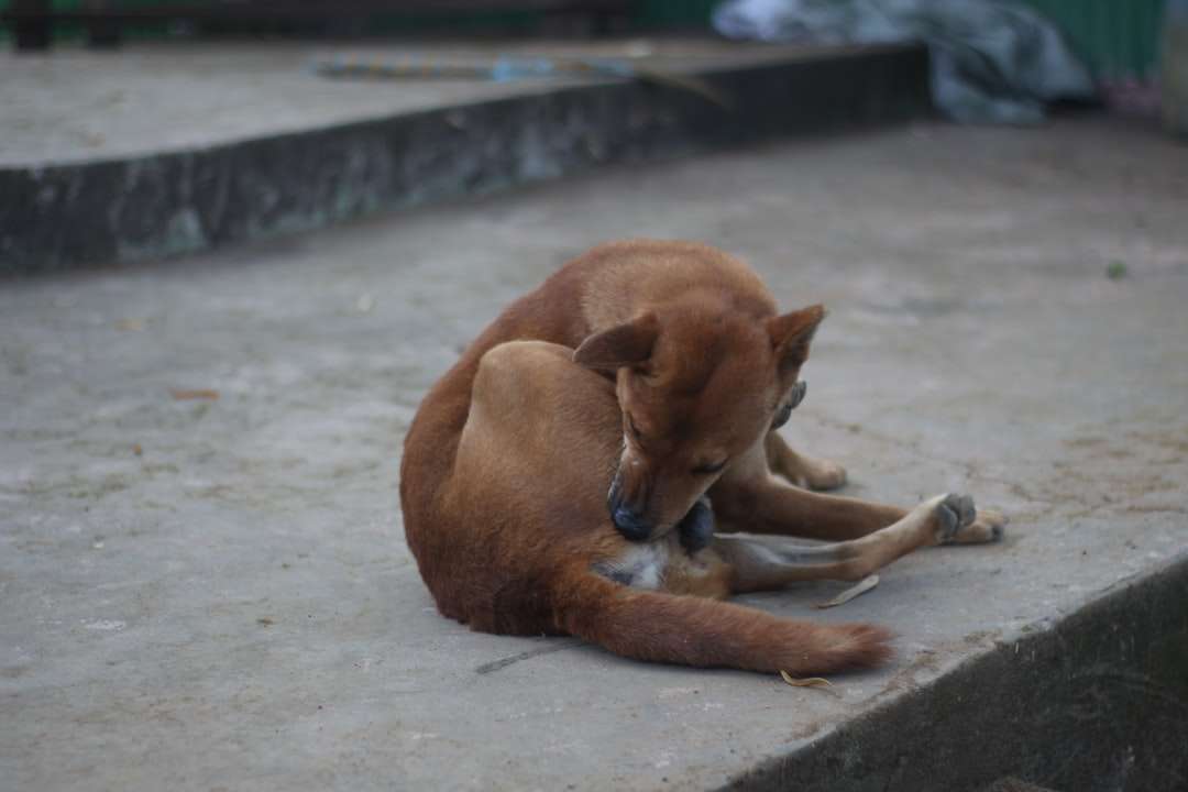 Brązowy krótki pies pokryty kłama na szarym betonowej podłodze puzzle online