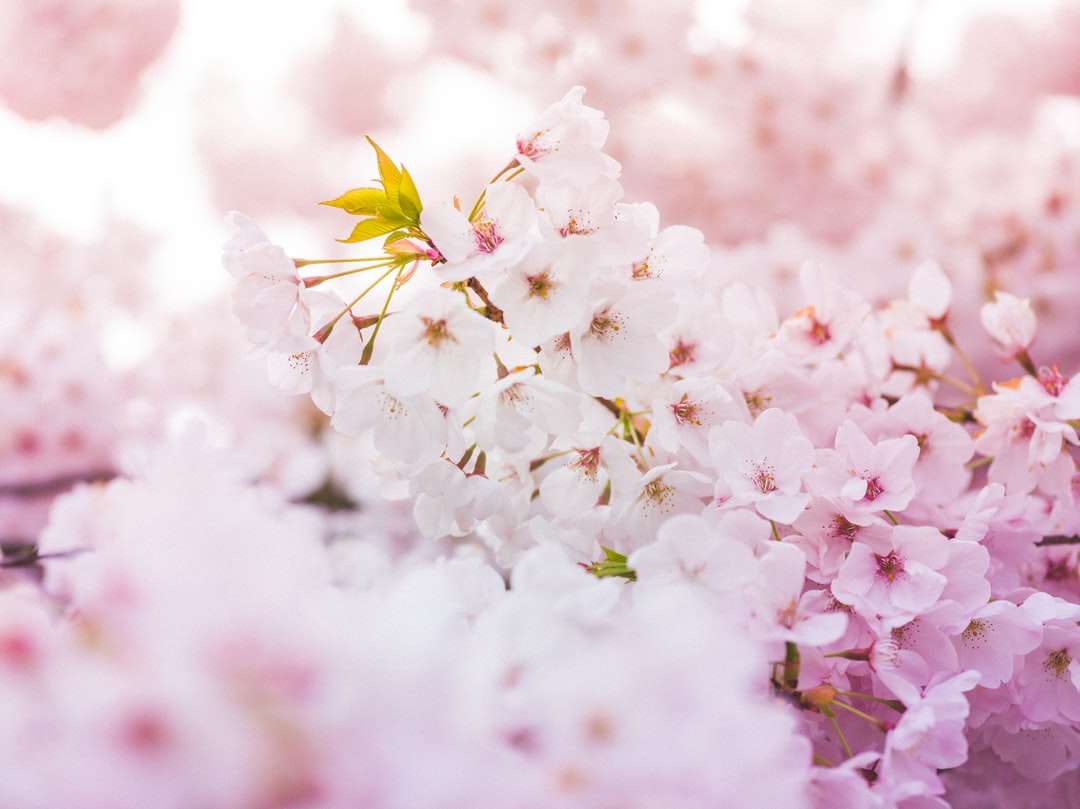 Witte en roze kersenbloesem in close-up fotografie legpuzzel