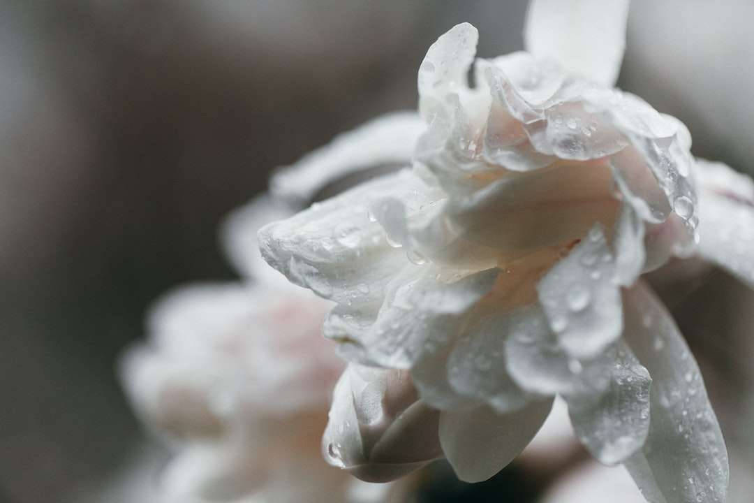 Biały kwiat w obiektywach makro puzzle online
