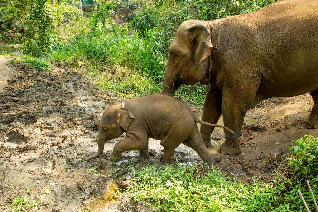 2 brązowe słonie idące na zielonej trawie w ciągu dnia puzzle online